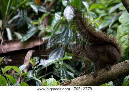 Squirrel