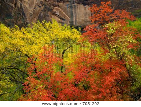 Colori di autunno nel parco nazionale di Zion