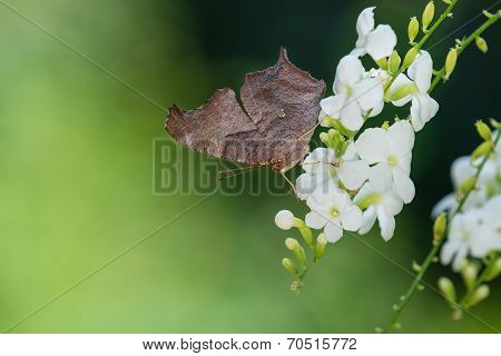 Question Mark Butterfly (polygonia Interrogationis)