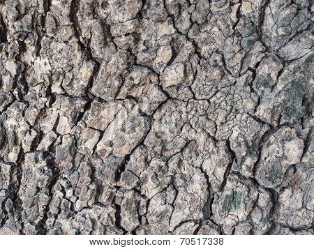 Tree Bark Texture Background