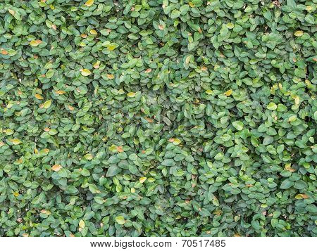 Garden Tree Background