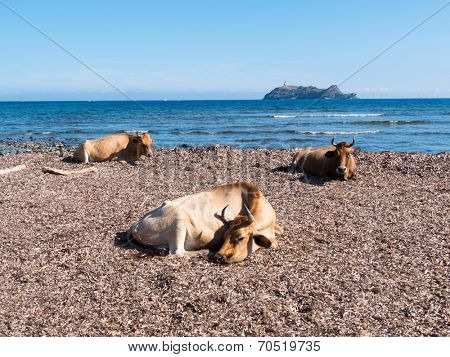 Cows sitting in the mediterranean beach of Barcaggio, in background the island of Giraglia - Cap Corse, Corsica, France, Europe.