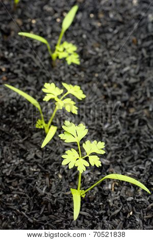 Chervil buds