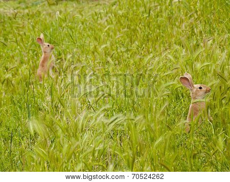 Rabbits