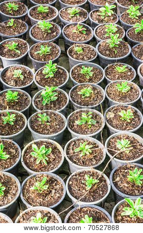 Pot Cultivation
