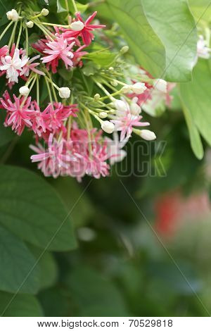 Drunen Sailor Or Rangoon Creeper Flower.
