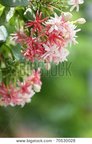 Drunen Sailor Or Rangoon Creeper Flower.