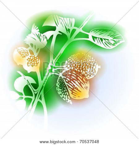 Illustration With Nutmeg