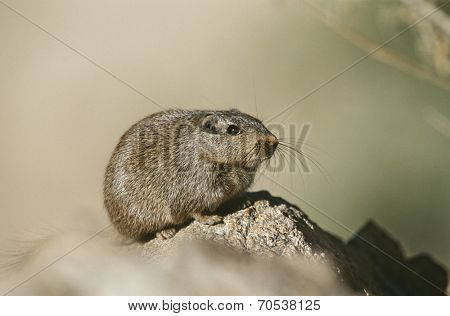 Desert Rat on rock, close up