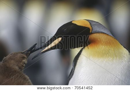 UK, South Georgia Island, King Penguin feeding chick, close up