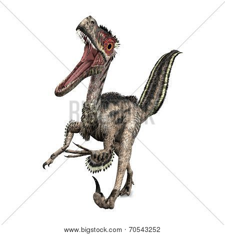 Dinosaur Velociraptor