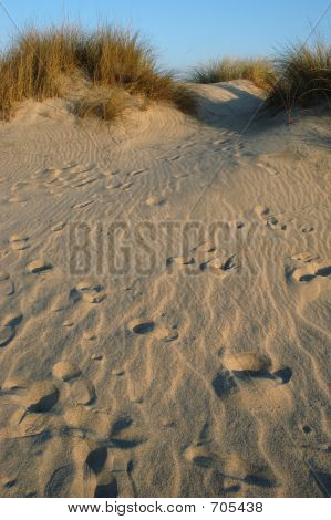 Dune