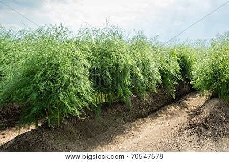 Asparagus Plants In The Field After The Harvest Season