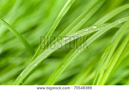 Fresh Green Grass With Water Droplet (shallow Dof)