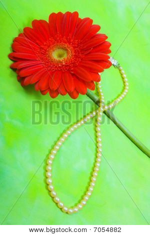 Røde Gerbera og perle