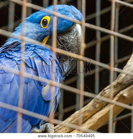 Blue Hyacinth Macaw Parrot In Zoo.