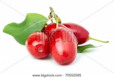 Dogwood Berries