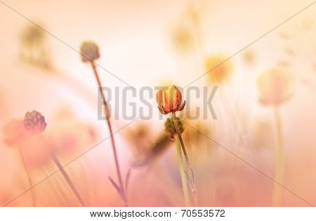Little yellow flowers - closeup