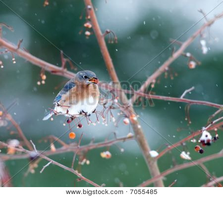 Eastern Bluebird i lys snestorm