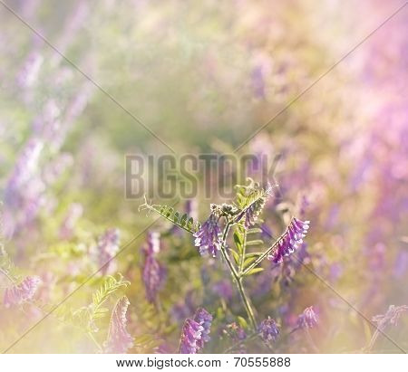 Wild purple flower