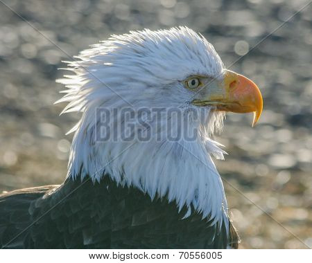 Eagle eye
