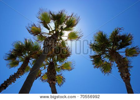 Summer Skyline