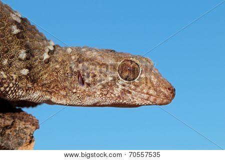 Portrait of a bibron gecko (Pachydactylus bibronii), Kalahari desert, South Africa