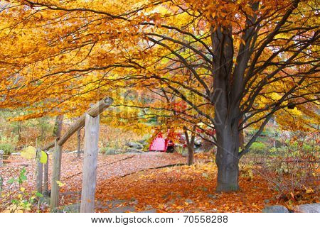 Japanese garden in autumn time