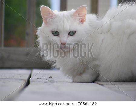 Cat on a balcony
