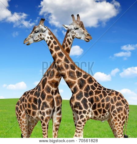 giraffes