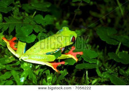 Groene kikker