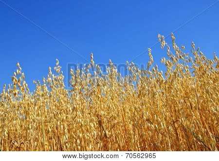 Oats field