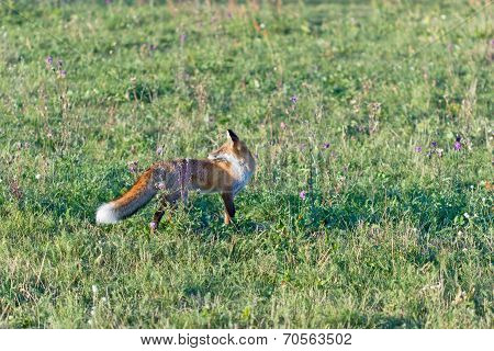 Fox in the meadow