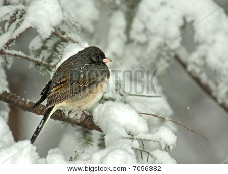 Dark-Eyed Junco lumimyrsky