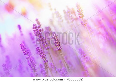 Soft focus on lavender