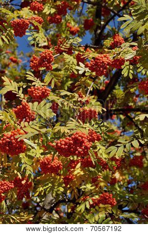 Fruits Of Mountain Ash