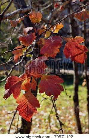 Hawthorn Leaves