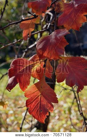 Hawthorn Leaves