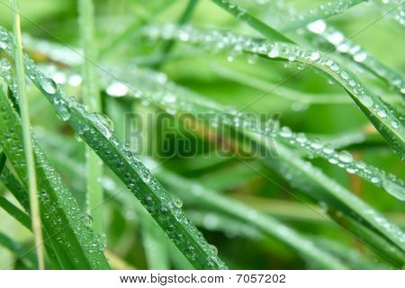 Gras