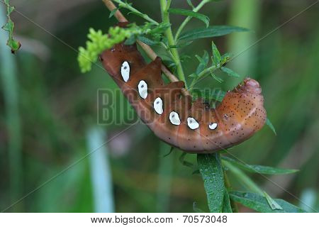 Pandorus Sphinx Moth Larva