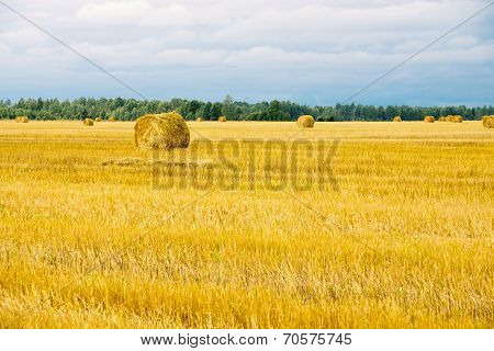 Field With Straw Sheaves After A Crop Harvest