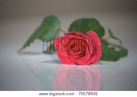 Pink rose
