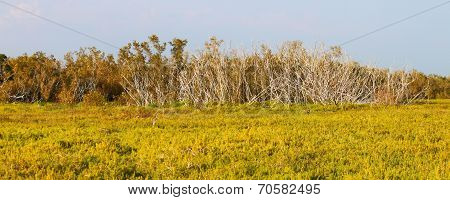 Coastal Prairie Trail Panorama