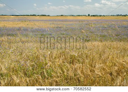 Fields