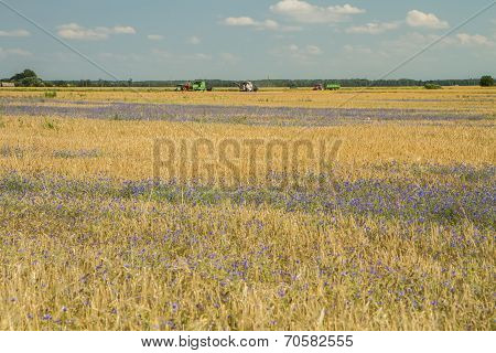 Grow Wheat