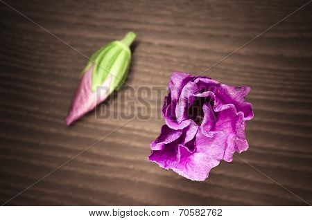 Pink Hibiscus Cannabinus