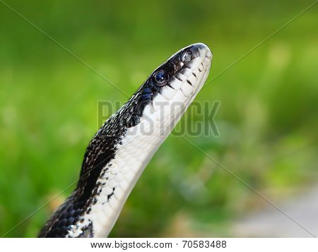 Rat Snake on a summer day in Illinois.