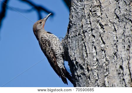 Northern Flicker Clinging To Side Of Tree