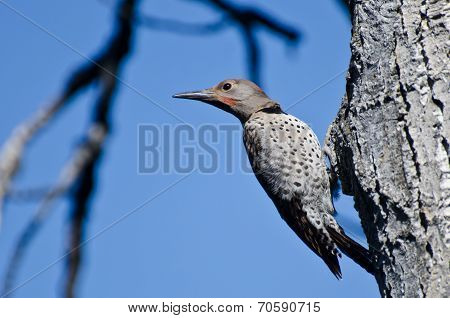 Northern Flicker Clinging To Side Of Tree