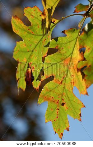 Oak Tree Leaves
